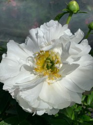 Peonia Miss America 02